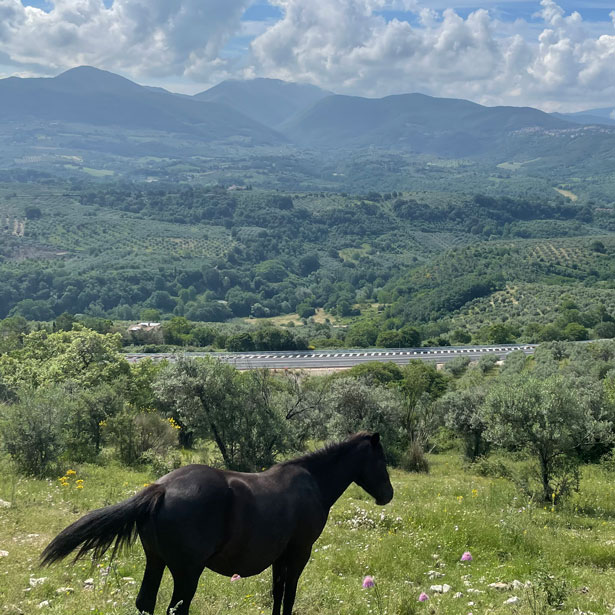 Photo of horse named Santiago