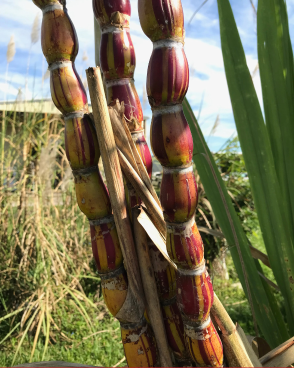 Close-up of a sugar cane plant in the field. Marsico Lab. ©2024.