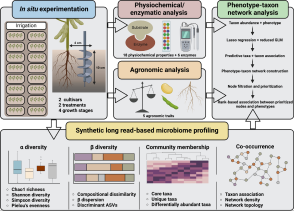 Linking microbiome diversity, agronomic traits, and phenotypes to create sustainable agriculture. Wijeratne Lab. ©2024.