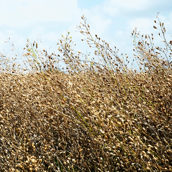 Seed in Field